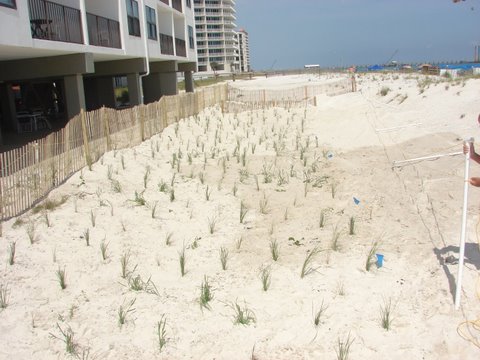 Sea Oats - Gulf Shores Alabama
